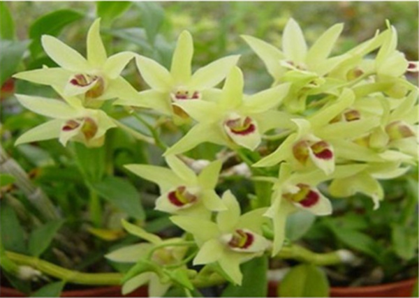 c(din)鿴Ԕ(x)Ϣ(bio)}Herba Dendrodii Flower xΔ(sh)2612