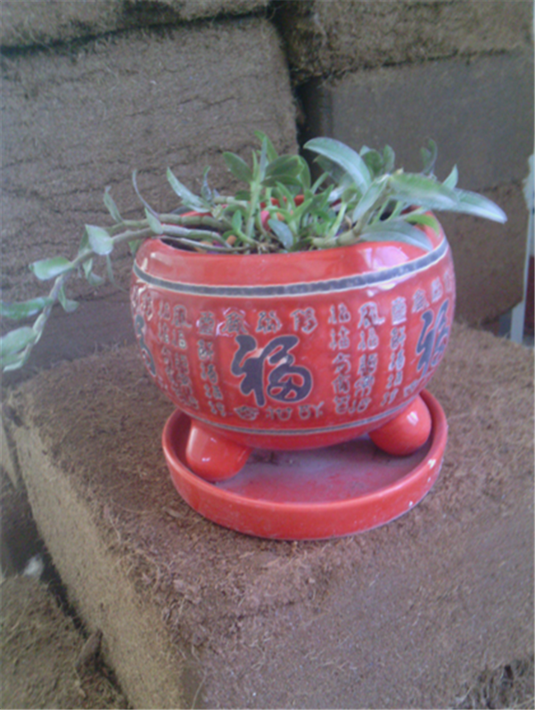 c(din)鿴Ԕ(x)Ϣ(bio)}Herba Dendrodii Pot Seedlings xΔ(sh)2314