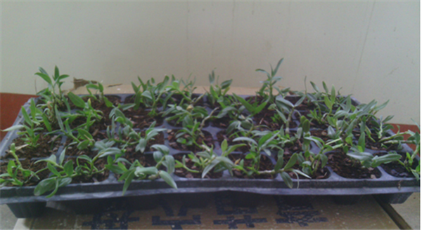 c(din)鿴Ԕ(x)Ϣ(bio)}Herba Dendrodii Plug Seedlings xΔ(sh)2474